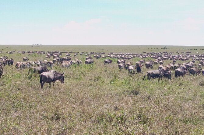 7 days Mt Kilimanjaro,Tarangire NP, Ngorongoro, Serengeti NP, Lake Manyara NP - FAQ