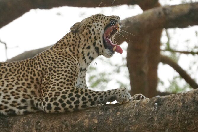 7 Days murchison falls with chimp and gorilla safari - Key Points: