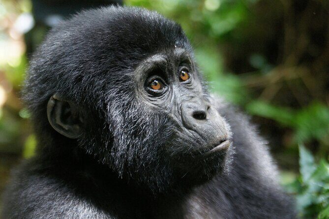 7 Days murchison falls with chimp and gorilla safari - The Itinerary Breakdown: What You Can Expect from Each Day