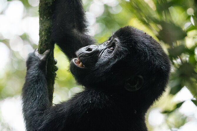 7 Days murchison falls with chimp and gorilla safari - Final Thoughts