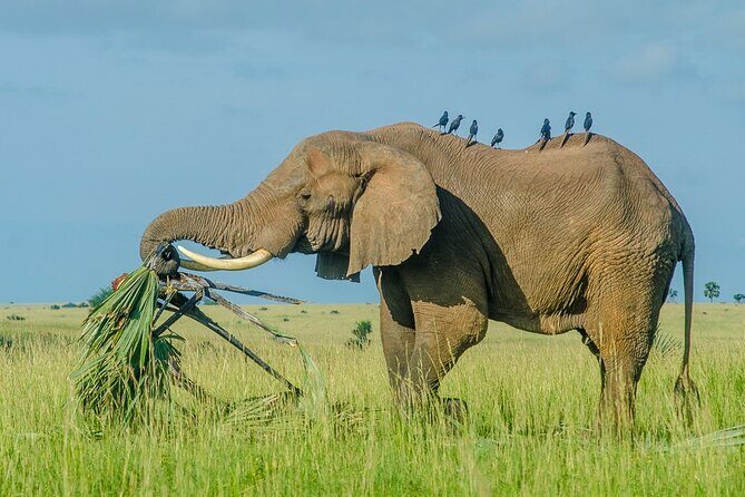 7 Days murchison falls with chimp and gorilla safari - FAQ