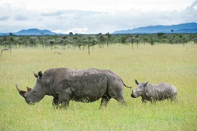 7 Days of Elephants, Rhinos & Big Five: The Best of Kenya Safari - Key Points