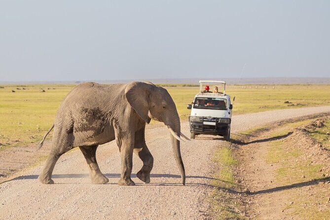 7 Days of Elephants, Rhinos & Big Five: The Best of Kenya Safari - What Travelers Say About This Safari