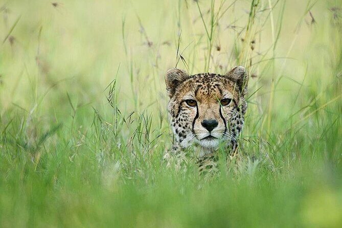 7 Days of Elephants, Rhinos & Big Five: The Best of Kenya Safari - Frequently Asked Questions