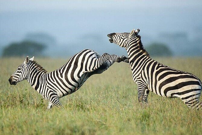 7 Days of Elephants, Rhinos & Big Five: The Best of Kenya Safari - Final Words