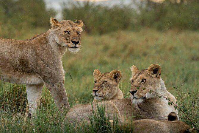 7 Days of Kenyan Wonders: A Mid-Range Safari Adventure - FAQs