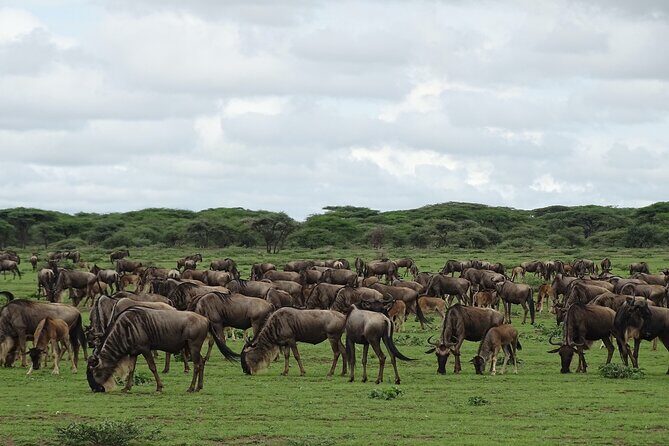 7 Days PRIVATE Best of Tanzania Safari *Departing everyday* - Key Points