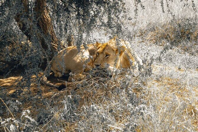 7 Days PRIVATE Best of Tanzania Safari *Departing everyday* - The Authentic Safari Experience: Who Is It Best For?