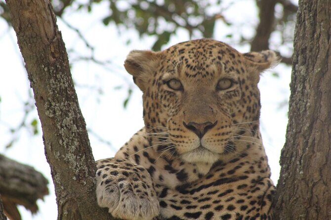 7 Days PRIVATE Best of Tanzania Safari *Departing everyday* - Final Thoughts