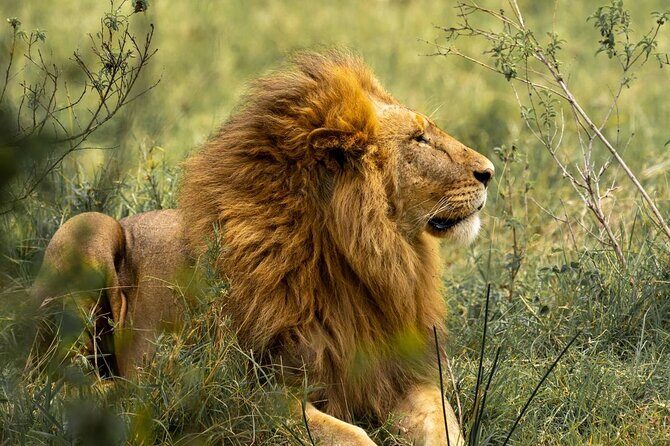 7 Days PRIVATE Best of Tanzania Safari *Departing everyday* - FAQs
