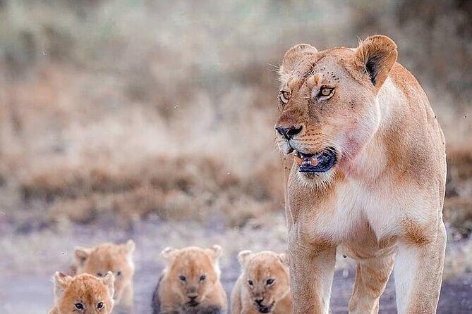 7 Days Private Safari in Tanzania - Key Points