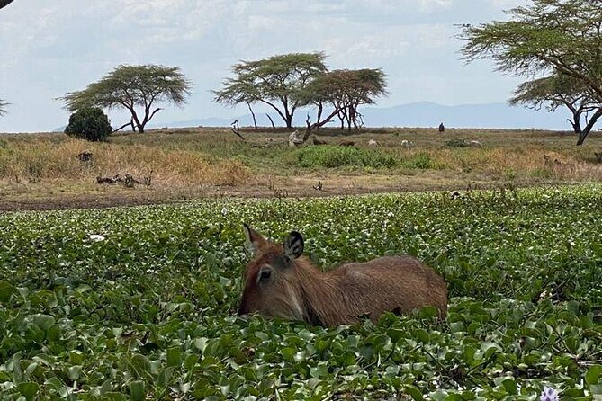 7 Days Private safari to 4 Star lodges using a Jeep - FAQs