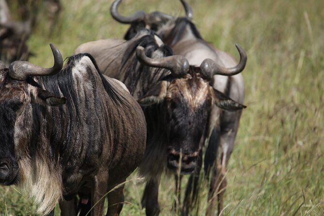 7 Days Private Serengeti Wildebeest Migration Tour - An In-Depth Look at the Itinerary