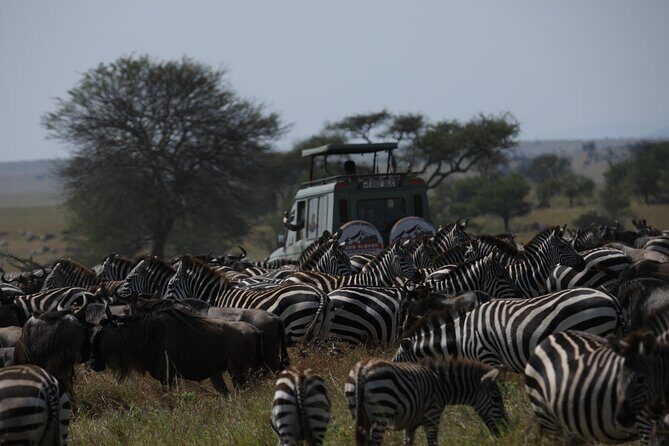 7 Days Private Serengeti Wildebeest Migration Tour - Authentic Experiences & Unique Highlights