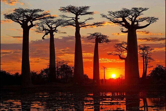 7- Days Private Tour Baobab Safari - What Makes This Tour Stand Out?