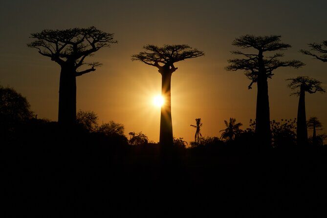 7- Days Private Tour Baobab Safari - Detailed Breakdown of the Itinerary