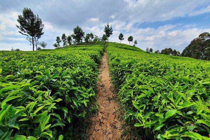 7 Days Private Tour of Rwanda - Key Points