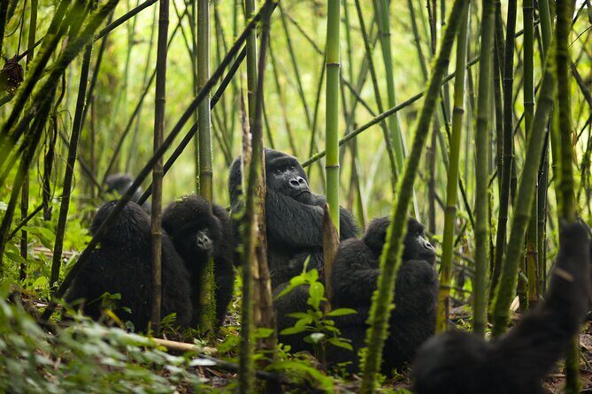 7 Days Private Tour of Rwanda - Day 2: Exploring Royal Heritage in Nyanza