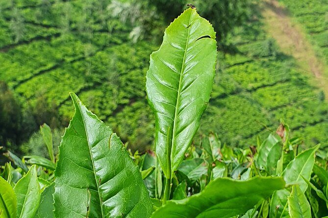 7 Days Private Tour of Rwanda - Day 7: Living Like a Local