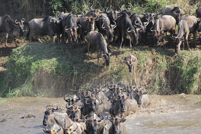 7 Days Private Wildebeest Great Migration Safari in Arusha - Key Points
