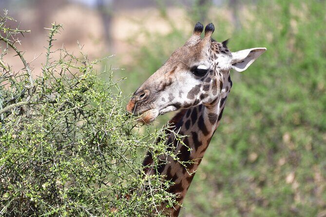 7 Days Rhino Ngorongoro Crater Safari Tour - The Sum Up