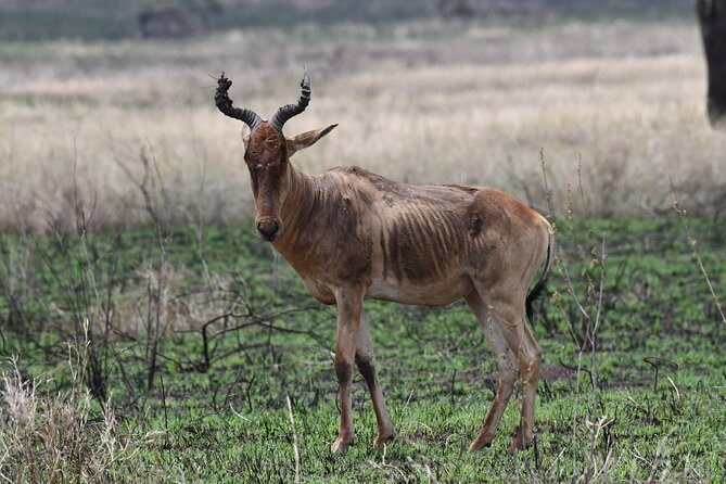 7 Days Rhino Ngorongoro Crater Safari Tour - FAQs