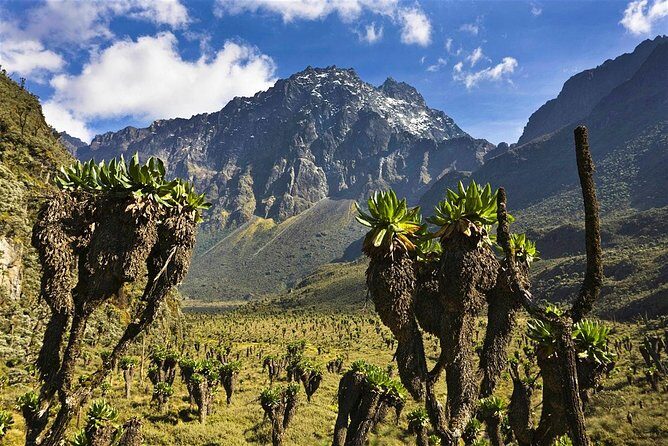 7 Days Rwenzori Summit (Margherita Peak) Hike - Introduction: What’s this Rwenzori Summit Hike All About?
