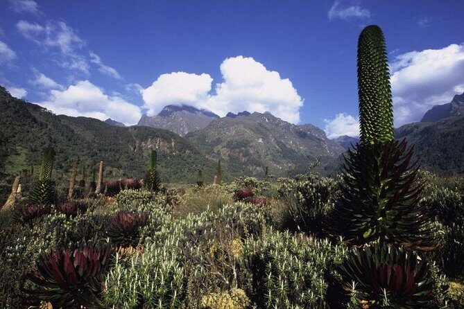 7 Days Rwenzori Summit (Margherita Peak) Hike - The Sum Up: Why Choose the 7 Days Rwenzori Summit Hike?