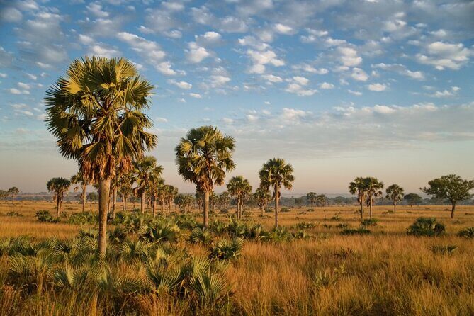 7 Days Safari and Rhino Trekking - Transportation, Guides, and Overall Experience