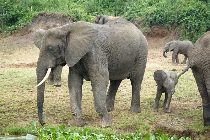 7 Days Safari and Rhino Trekking - Who Is This Tour Best For?