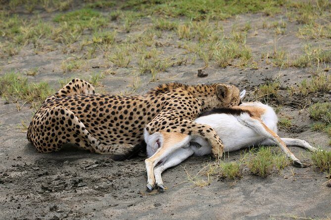 7 Days Safari. Serengeti, Tarangire, Lake Manyara & Ngorongoro Crater. - Frequently Asked Questions
