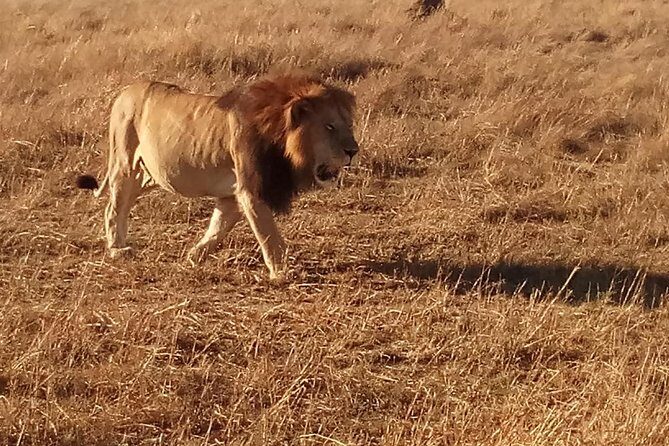 7 Days Safari to Aberdare N/P, lake Nakuru N/P, Maasai Mara N/R, Amboseli N/P - What Makes This Tour Stand Out?