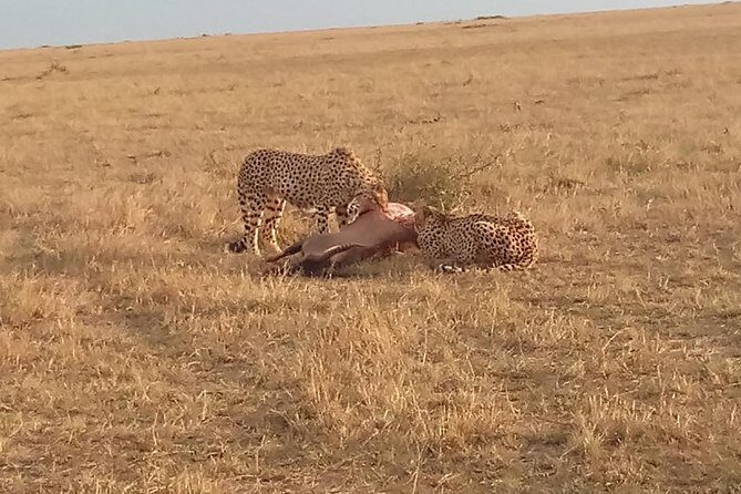 7 Days Safari to Aberdare NP, Nakuru NP, Maasai Mara NR Amboseli NP- Mid range - Key Points