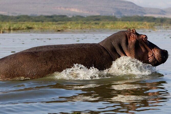 7 Days Safari to Maasai Mara, Nakuru, Naivasha and Amboseli - FAQ