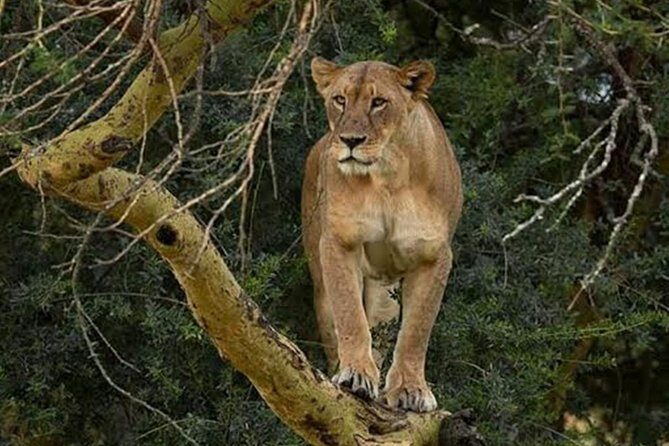 7 days safari to Masai Mara Nakuru ,Naivasha and Amboseli parks - Transportation and Comfort