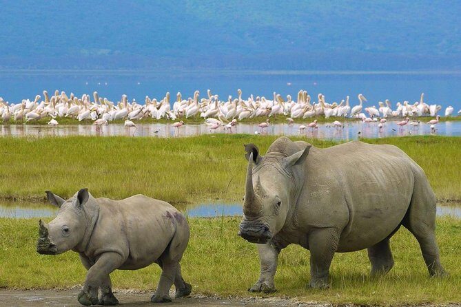 7 days safari to Masai Mara Nakuru ,Naivasha and Amboseli parks - FAQ