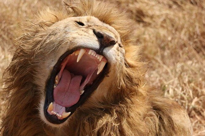 7 days safaris to see great migration - Key Points