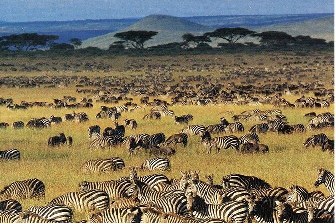 7 days safaris to see great migration - Exploring the Itinerary in Detail