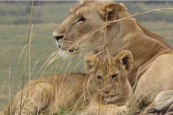7 days safaris to see great migration - The Sum Up