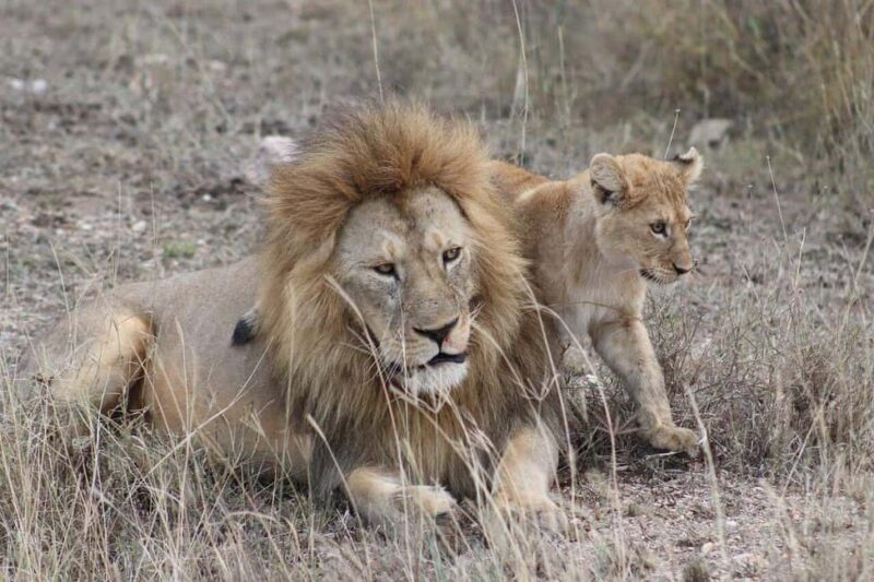 7 Days Serengeti National Park Safaris (All inclusive Tour) - Introduction: An Authentic Safari Experience with Style