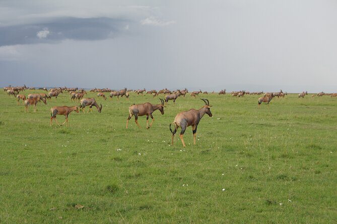 7 days Sopa lodges full private package - What to Expect from This 7-Day Kenyan Safari