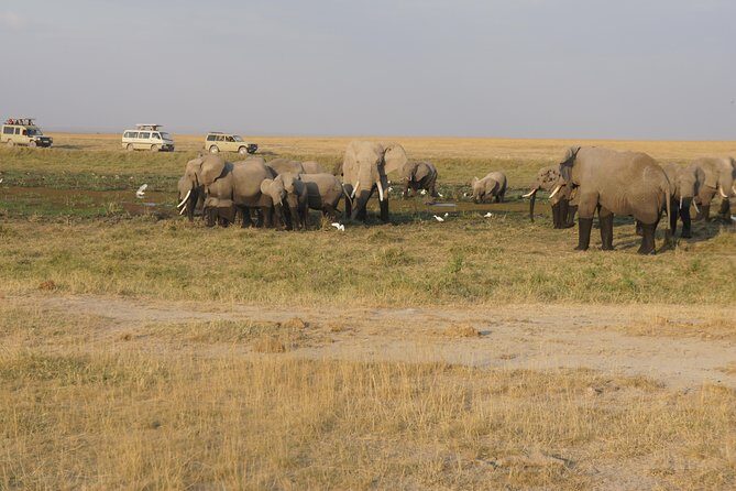 7 days Sopa lodges full private package - Who Would Love This Safari?