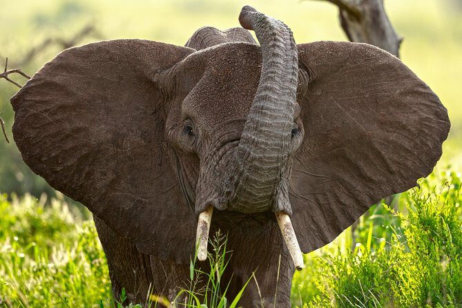 7 Days Tanzania Luxury Safari Experience & Coffee Walking Tour - Key Points