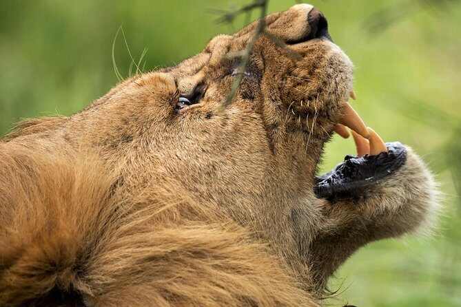 7 Days Tanzania Luxury Safari Experience & Coffee Walking Tour - FAQ