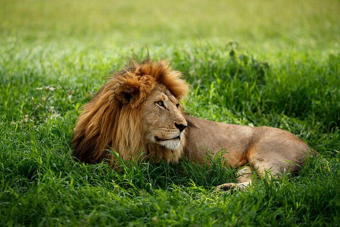 7 Days Tanzania Luxury Safari Experience & Coffee Walking Tour - Final Thoughts