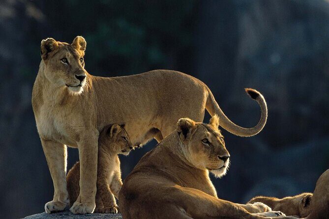 7 Days Tanzania Luxury Safaris - Transportation, Accommodation, and Guides