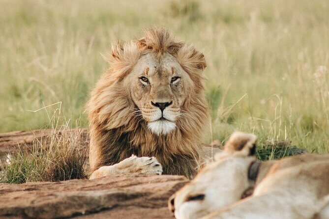 7 Days Tanzania Luxury Safaris - Authentic Reviews & Insights
