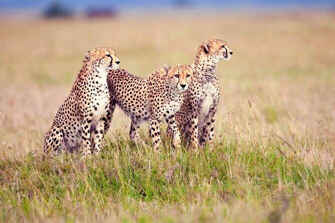 7 Days Tanzania Luxury Safaris - Who is this tour ideal for?