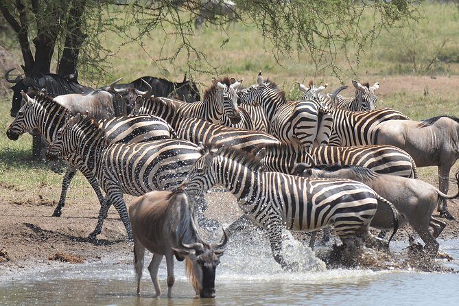 7 Days Tanzania Private Safari - A Closer Look at the 7 Days Tanzania Private Safari