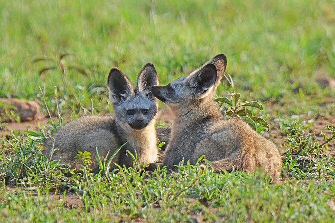 7 Days Tanzania Private Safari - Key Points